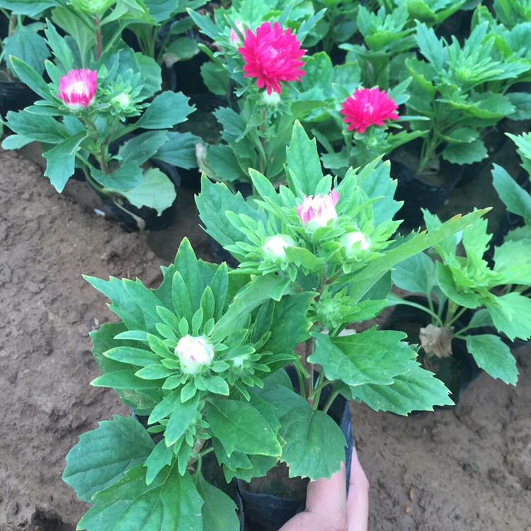 翠菊 青州花卉基地批发时令草花 翠菊 翠菊价格