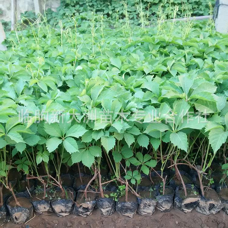 爬山虎 藤本植物  爬藤爬山虎  爬墙高手 户外庭院种植 量大从优