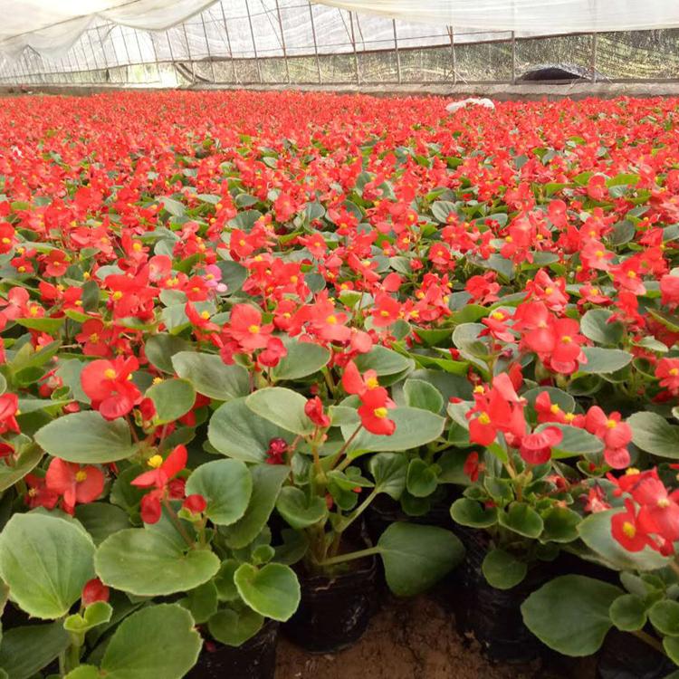 厂家直销四家海棠 四季花卉观赏植物四季秋海棠 玻璃翠蚬肉海棠