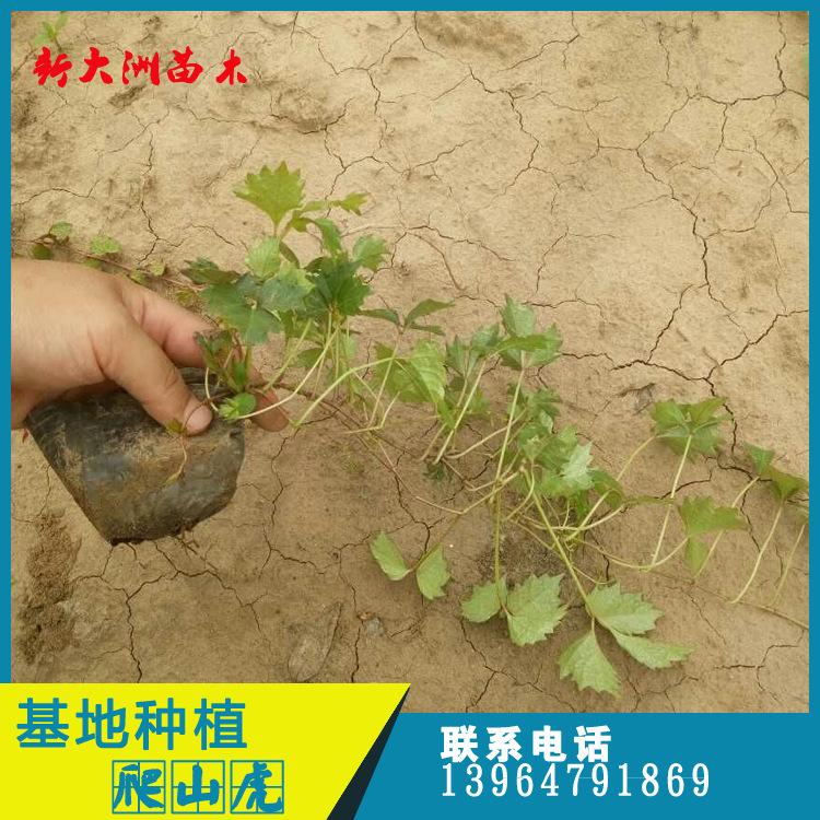 绿化用墙爬山虎绿化植株 地锦假葡萄藤  飞天蜈蚣红丝草