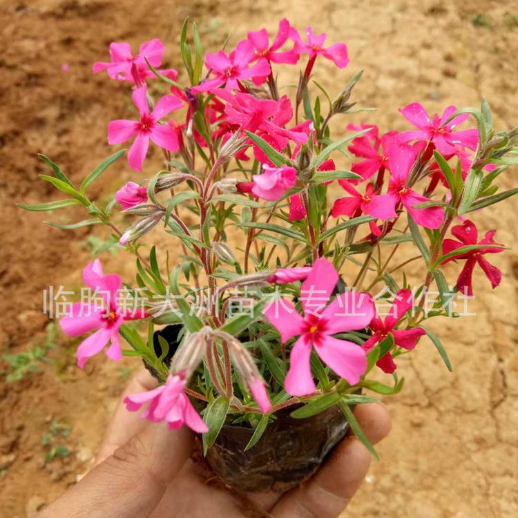 宿根花卉 丛生福禄考 花荵科福禄花  多年生草本福乐花 芝樱