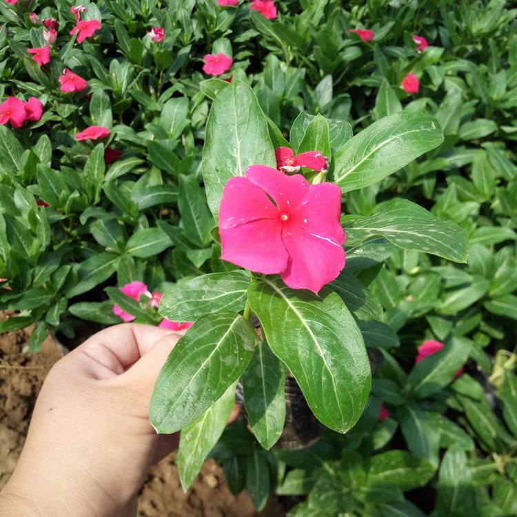 长春花 基地供应绿化租摆类时令草花 耐热且花期长 天天开