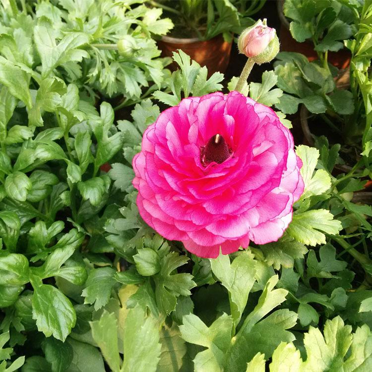 批发芹叶牡丹 花毛茛 花毛茛价格 芹叶牡丹基地直销