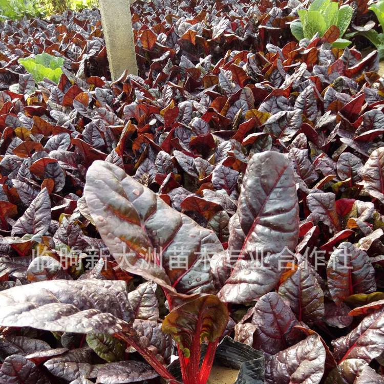 精品 红叶甜菜 紫菠菜 耐寒植物花卉  红叶甜菜基地 冬季配色植物