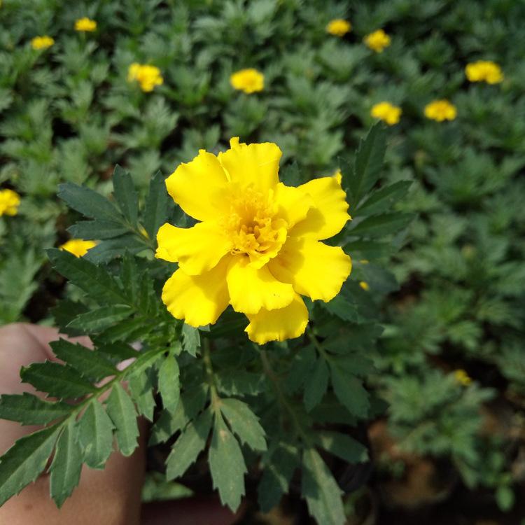 孔雀草新品上市 绿化工程多色孔雀草 青州基地花期长时令花卉