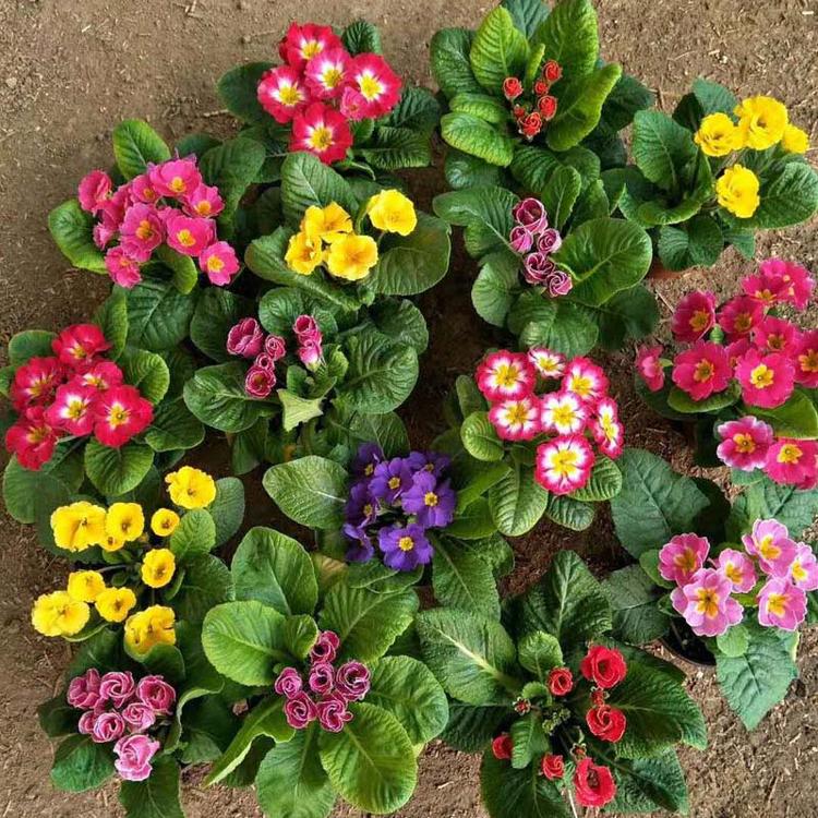 报春花 特价批发报春花  冬季耐寒花卉报春花  报春花价格