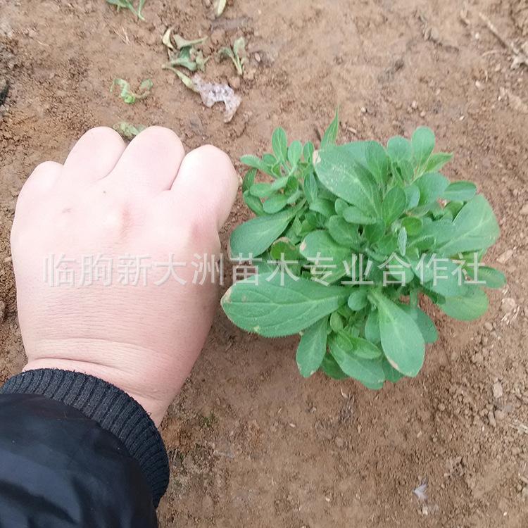 垂吊牵牛苗 成品垂钓牵牛 多色垂吊牵牛花花苗