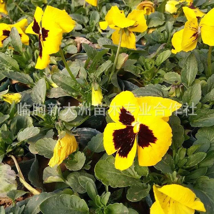 三色堇基地直销 冬季租摆草花 耐寒花卉植物 特价批发三色堇