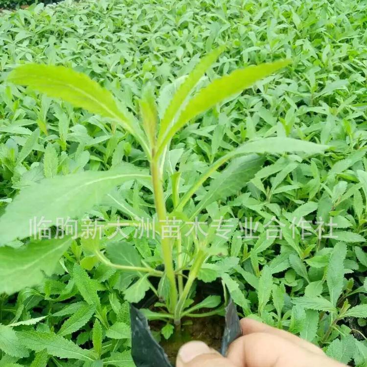 柳叶马鞭草 花海优选 多年生宿根花卉 紫顶龙芽草 柳叶马鞭草