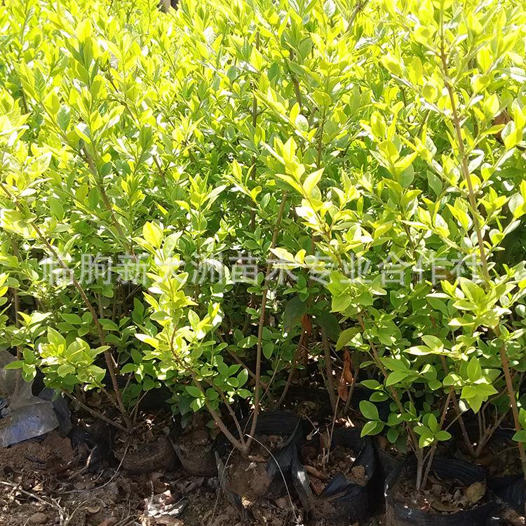 金叶女贞 大量供应 绿化工程苗木 金叶女贞 风景苗篱笆美化庭院