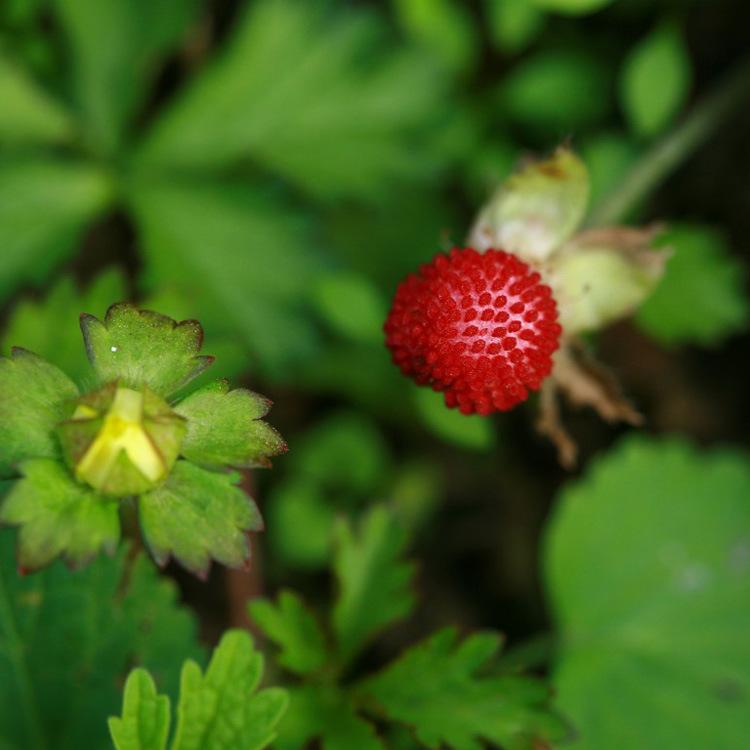 蛇莓 地被草 观叶植物规格齐全基地发货优质的蛇莓苗