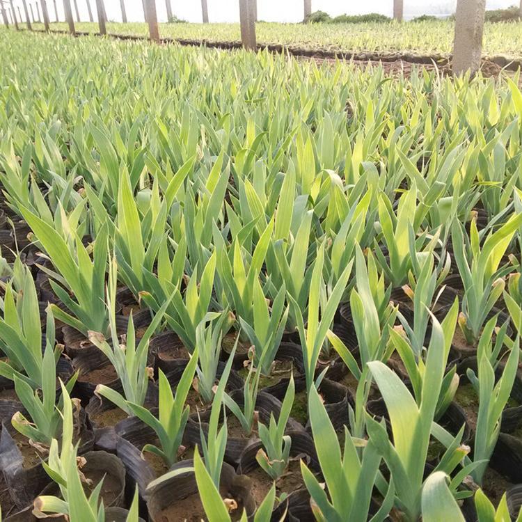 供应蓝花鸢尾 护坡花卉地栽鸢尾小苗  杯栽老鸢尾