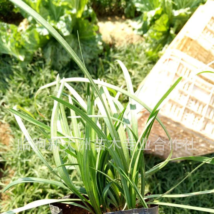 细叶麦冬 山东宿根花卉基地直销麦冬草 量大质优 麦冬盆栽 麦冬价格