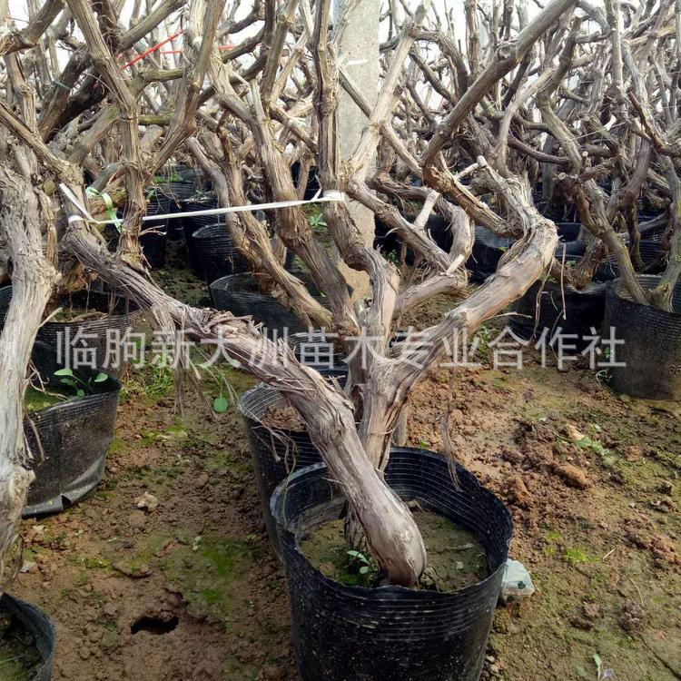 工程绿化葡萄盆栽 葡萄藤盆景 庭院公园别墅绿化大盆栽
