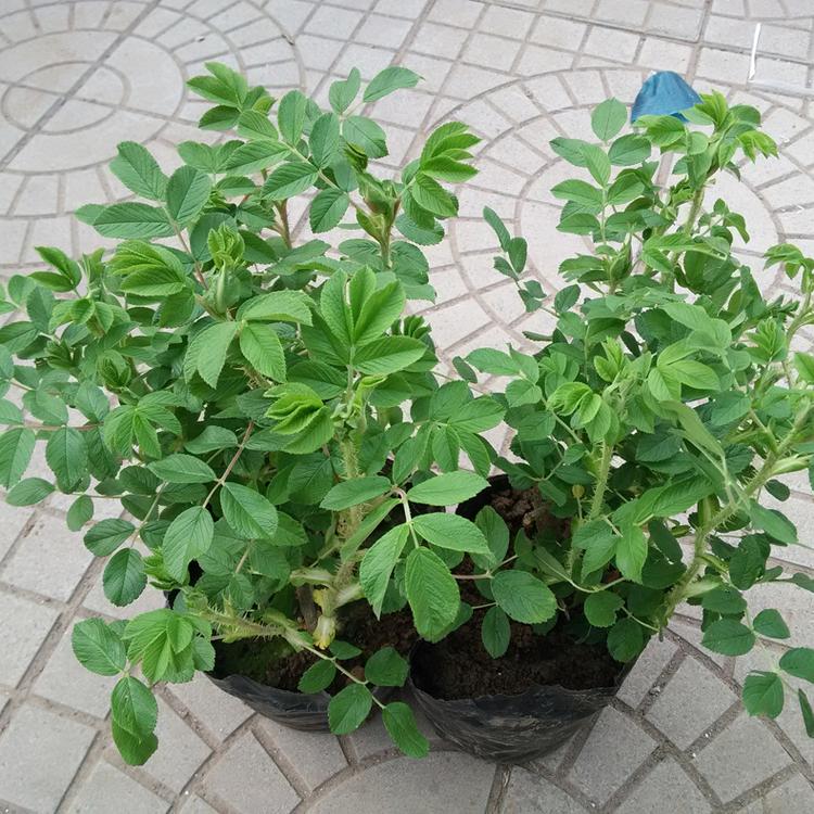 藤本盆景 藤本玫瑰盆栽 玫瑰花苗批发 观花型花卉基地大批量批发