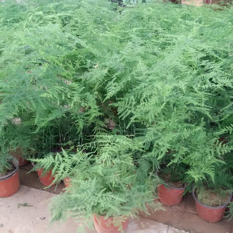 文竹 山东文竹种植基地 文竹盆栽 文竹价格