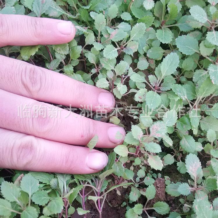 柳叶马鞭草 马鞭草苗批发 宿根花卉 马鞭草价格