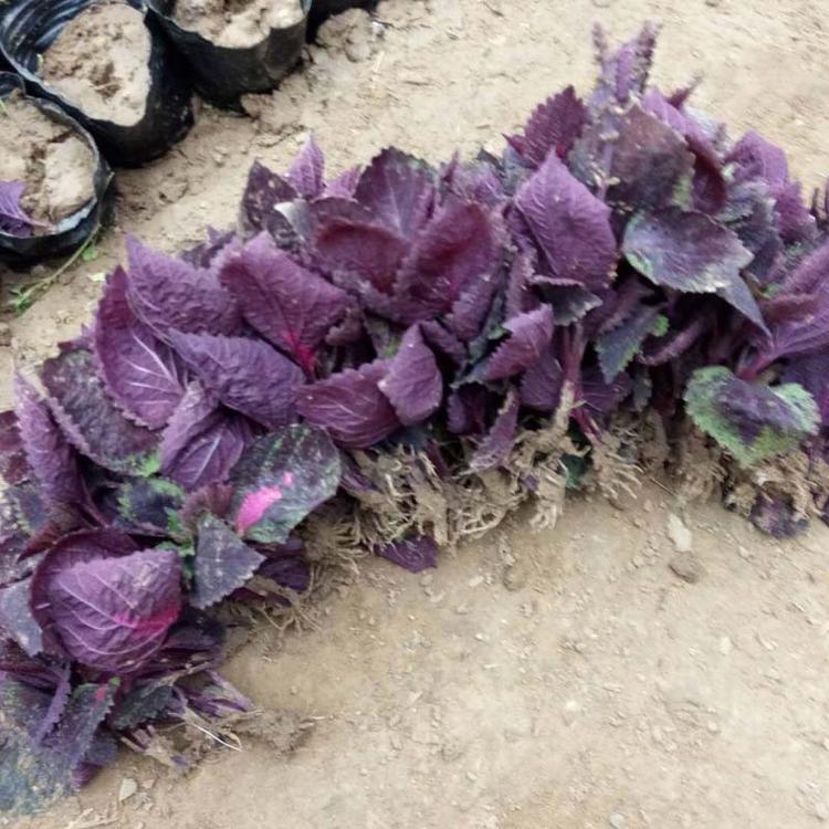 彩叶草苗木 青州花卉苗木基地直销 红叶绿叶盆栽彩叶草花苗