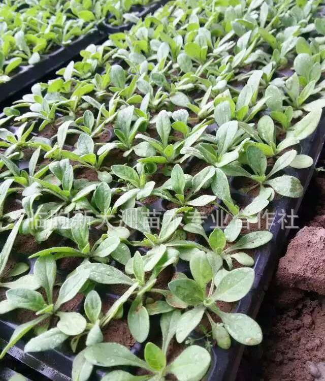 花卉穴盘苗 热销矮牵牛小苗 基地批发质优价廉多色牵牛喇叭花花苗