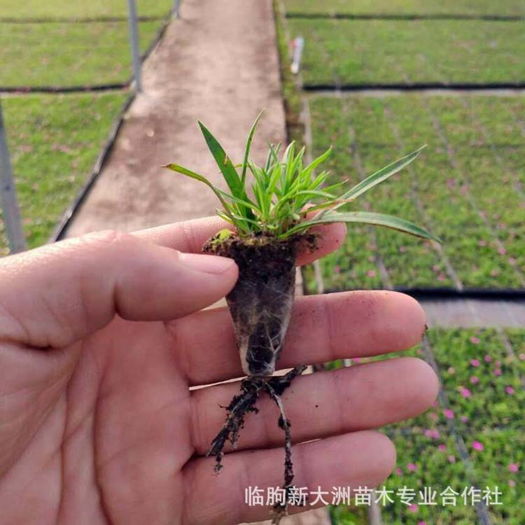 欧石竹小苗 批发多年生花卉欧石竹穴盘苗 欧石竹价格