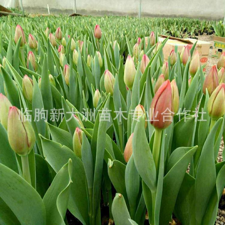 郁金香 球根花卉花海工程 颜色齐全 量大从优特价批发郁金香花苗