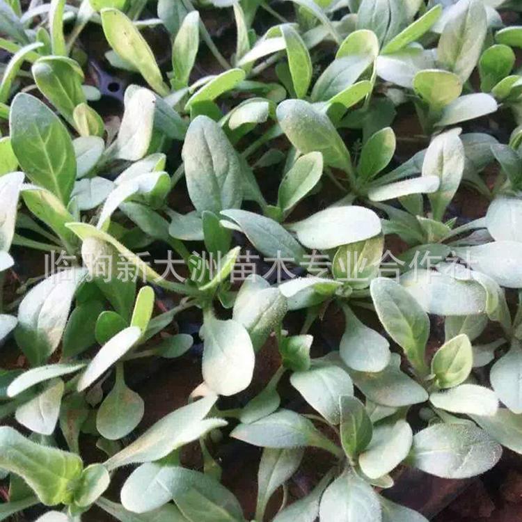 矮牵牛苗 青州花卉苗木基地直销时令草花苗 矮牵牛穴盘苗   矮牵牛苗价格