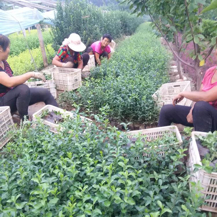 优质扶芳藤  大叶扶芳藤 苗木基地直销小叶扶芳藤 灌木类价格从优