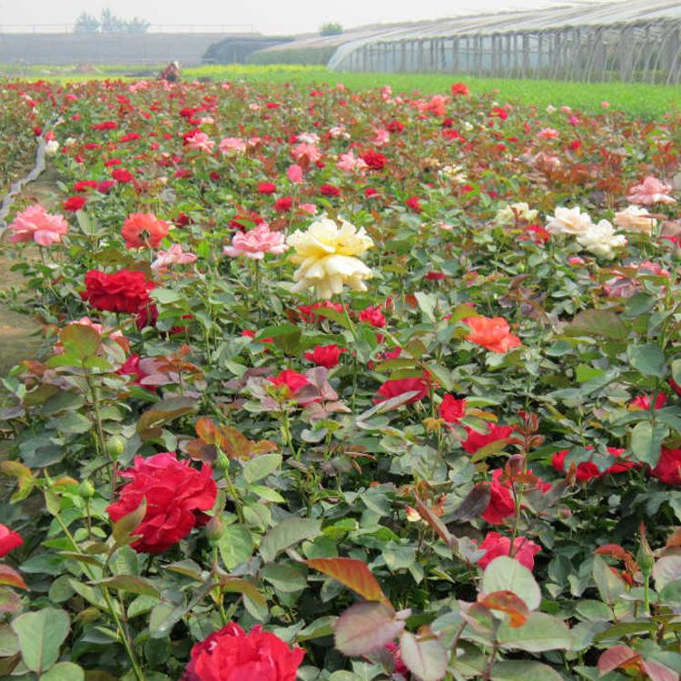 藤本月季 基地直销 品种月季花苗 大花 攀援植物盆栽爬藤月季