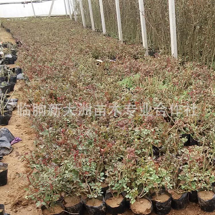 批发绿化 工程苗木 山东藤本月季 爬藤植物  藤本月季 园林植物