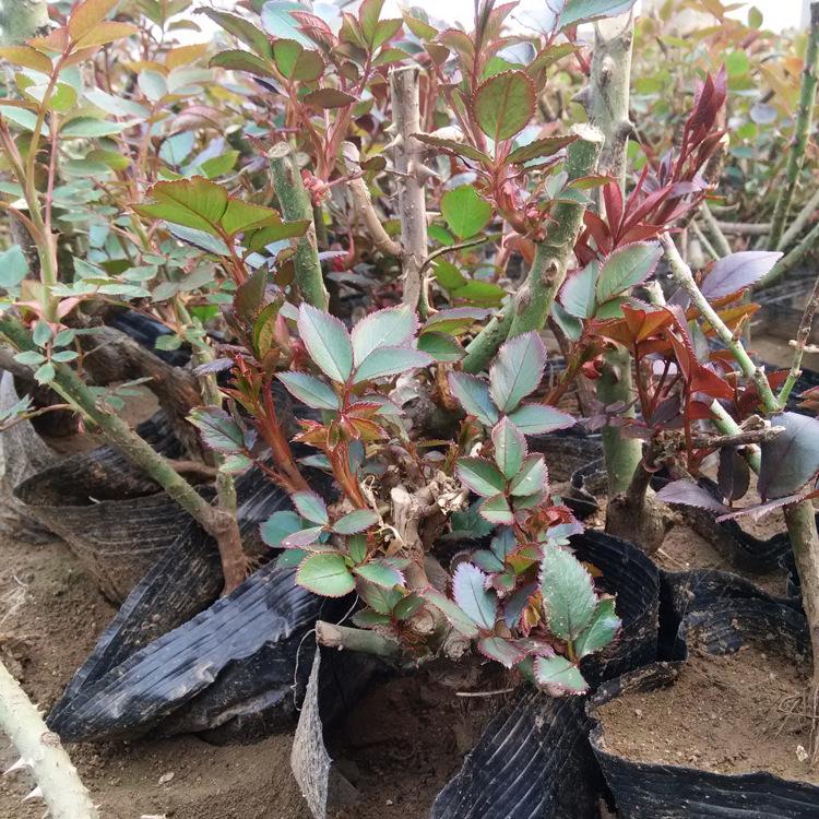品种月季花苗 大花月季嫁接 园艺庭院四季开花观花植物花卉月季苗