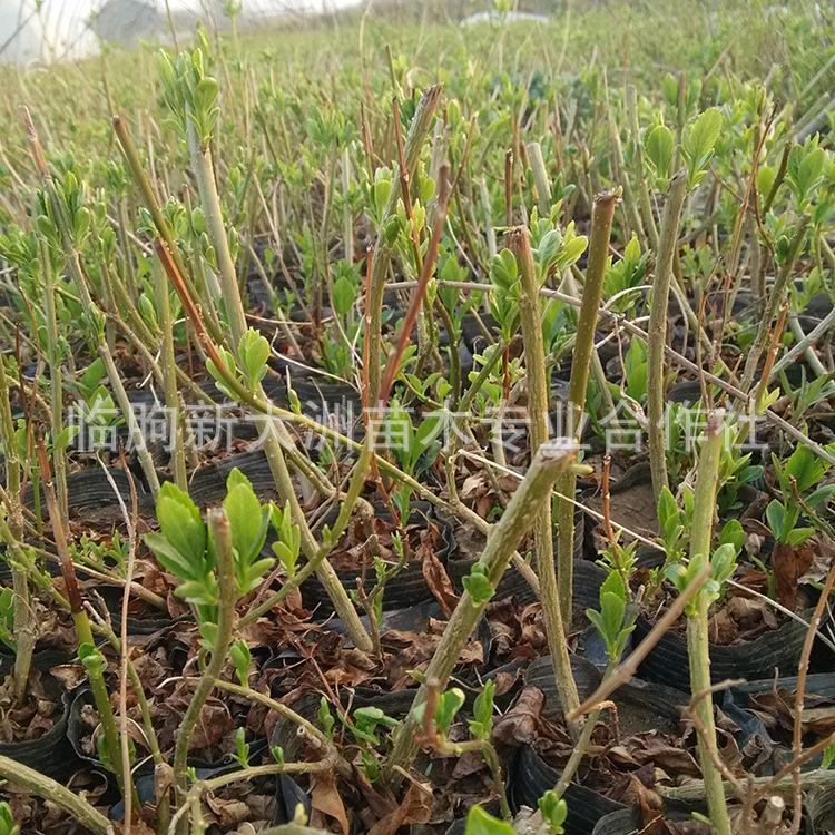 连翘 批发供应绿化苗木 丛生形  常绿性 护坡绿化园林植物