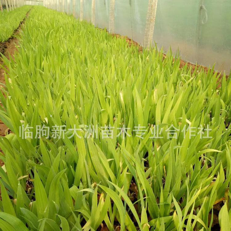 基地供应 蓝花鸢尾（老鸢尾）抗旱 护坡花卉 鸢尾种植基地