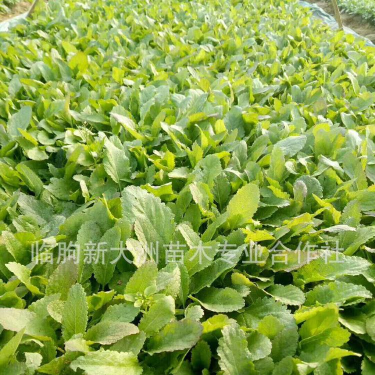 基地批发地被鼠尾草 优质宿根鼠尾草苗 量大优惠 宿根鼠尾草