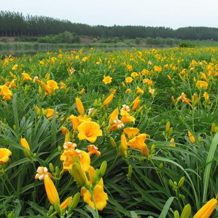 批发金娃娃萱草苗 红宝石黄花 大红花萱草花卉 基地种植