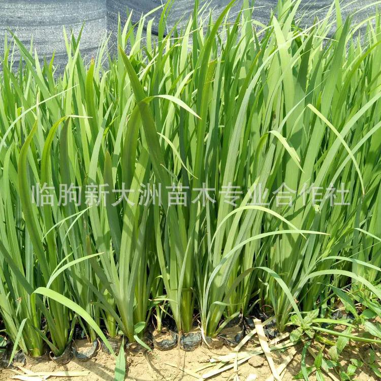 水生鸢尾种植基地 两栖植物 水生植物 水生鸢尾批发 量大优惠