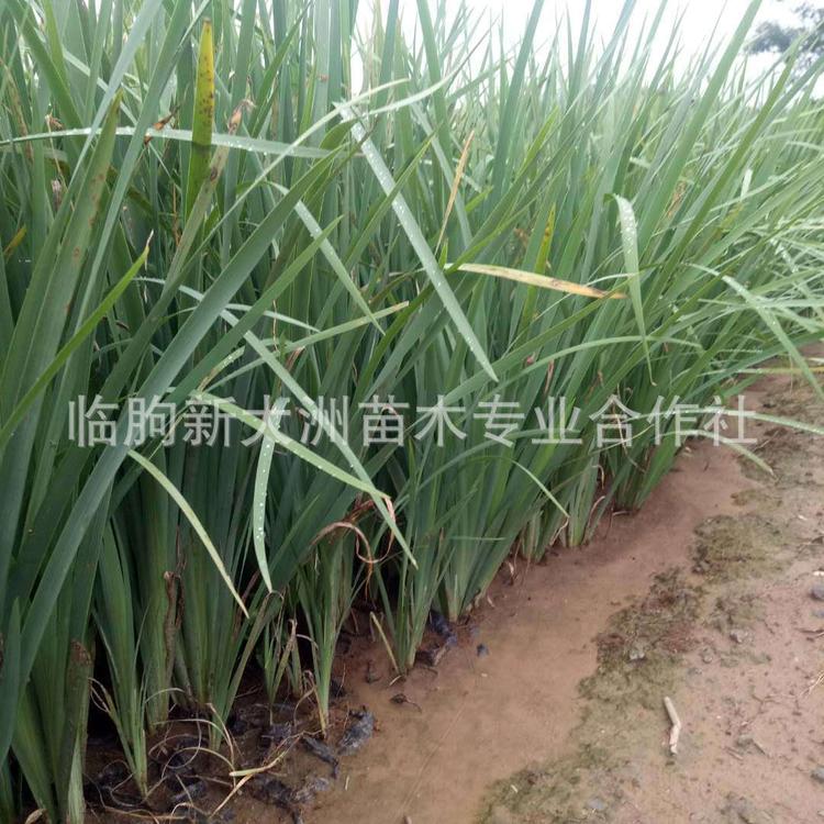 青州马兰基地批发宿根花卉蓝花马蔺 马莲苗旱蒲绿化苗木马兰花