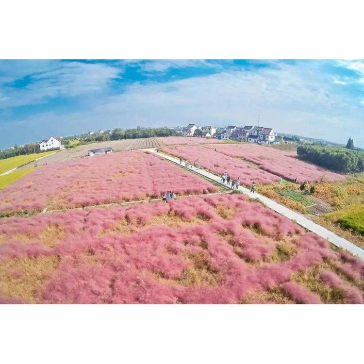 潍坊绿化工程,苗圃生产粉黛乱子草基地 青州草花基地