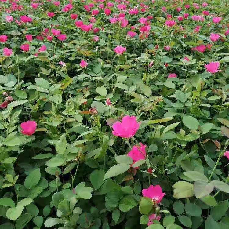 山东中性丰花月季价格 月季花价格