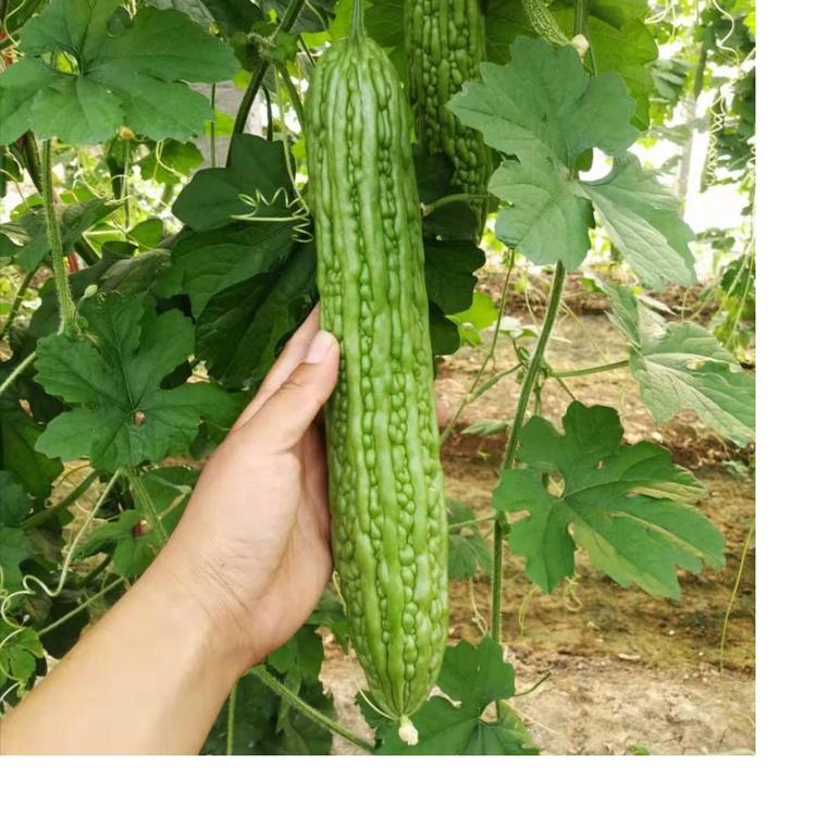 杂交苦瓜种苗   寿光蔬菜大棚苦瓜苗厂家活动