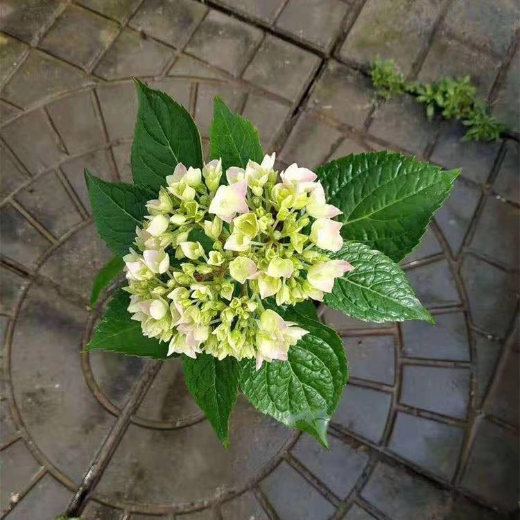 凯洋供应绣球花  绣球花批发商 木绣球供应商