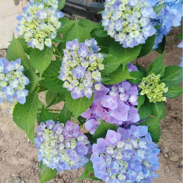 大量供应绣球花,绣球花供应商 木绣球供应商