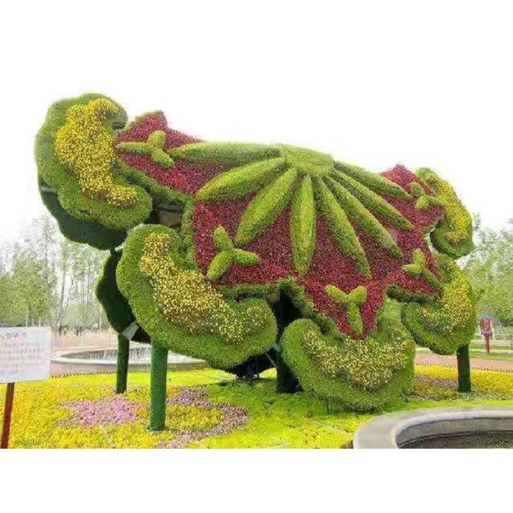山东五色草销售 造型专用五色草批发价格