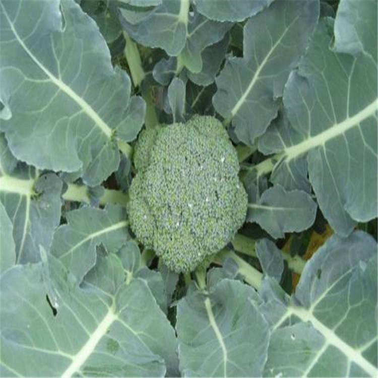 耐寒一级西兰花苗大量有货  青花菜苗价格