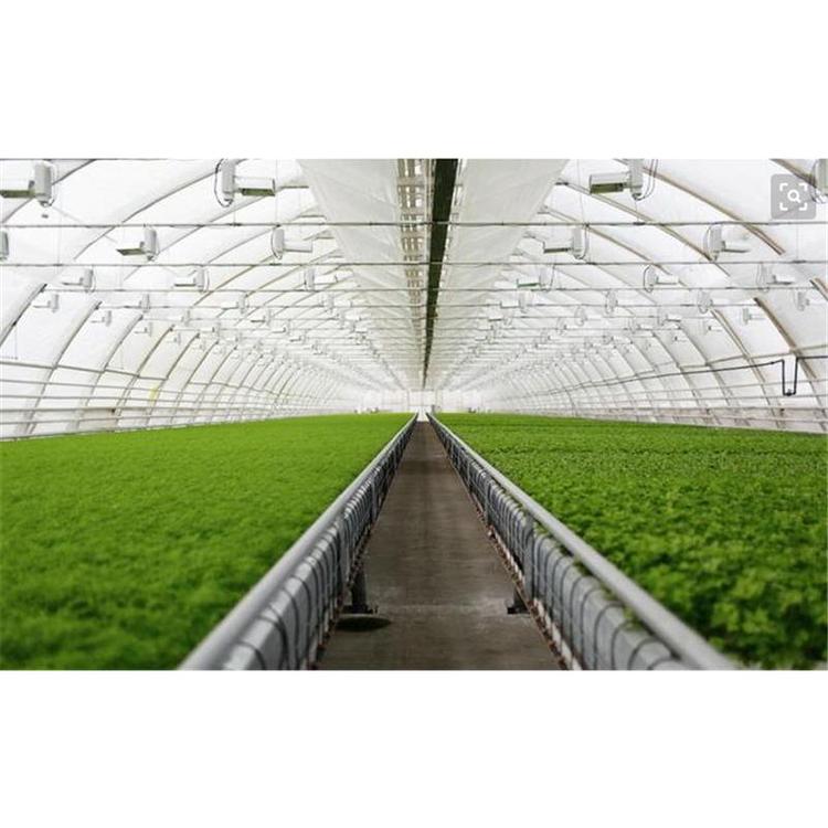 山东日光温室大棚报价 建设价格咨询成铭温室 日光温室建造商