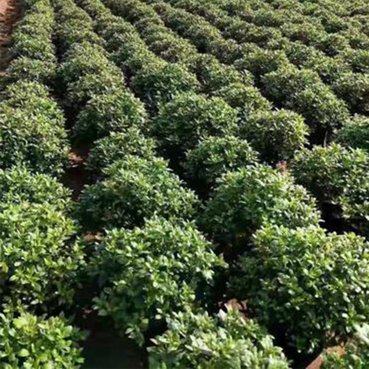 批发国庆菊  山东国庆菊供应商 青州国庆菊种植