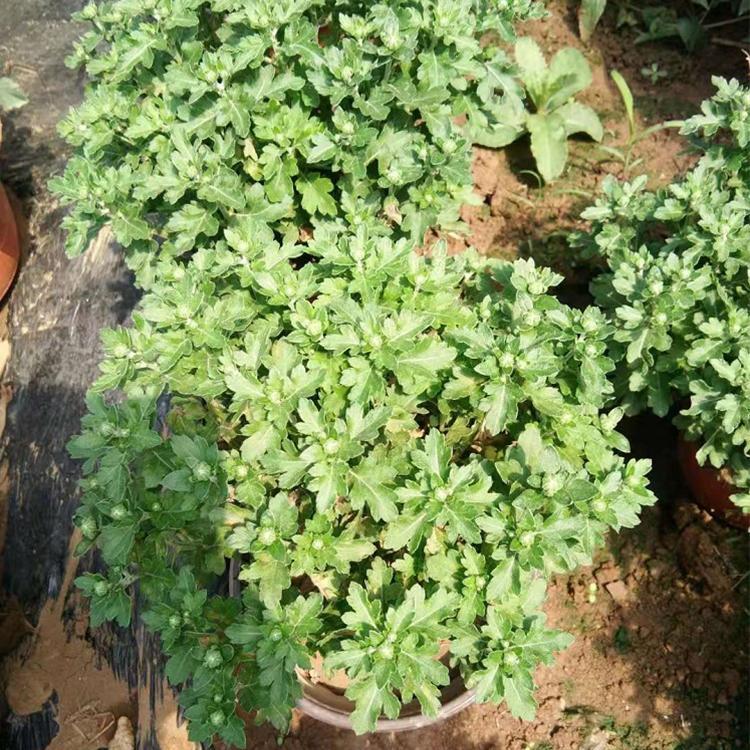 国庆菊供应商 大量供应国庆菊 国庆菊批发