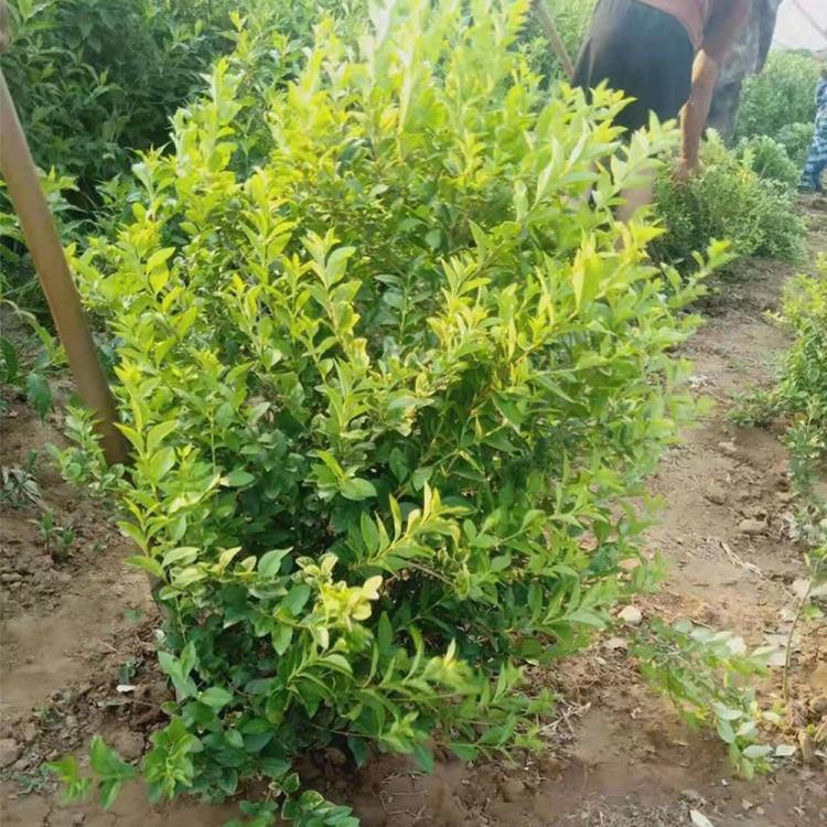 凯洋花卉大量供应女贞球   女贞种植基地  山东女贞球批发