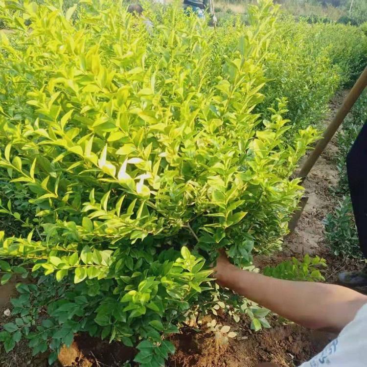 山东女贞球供应商 女贞苗种植基地