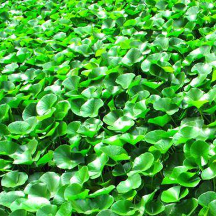 基地供应水葫芦  水葫芦大量种植 水葫芦批发