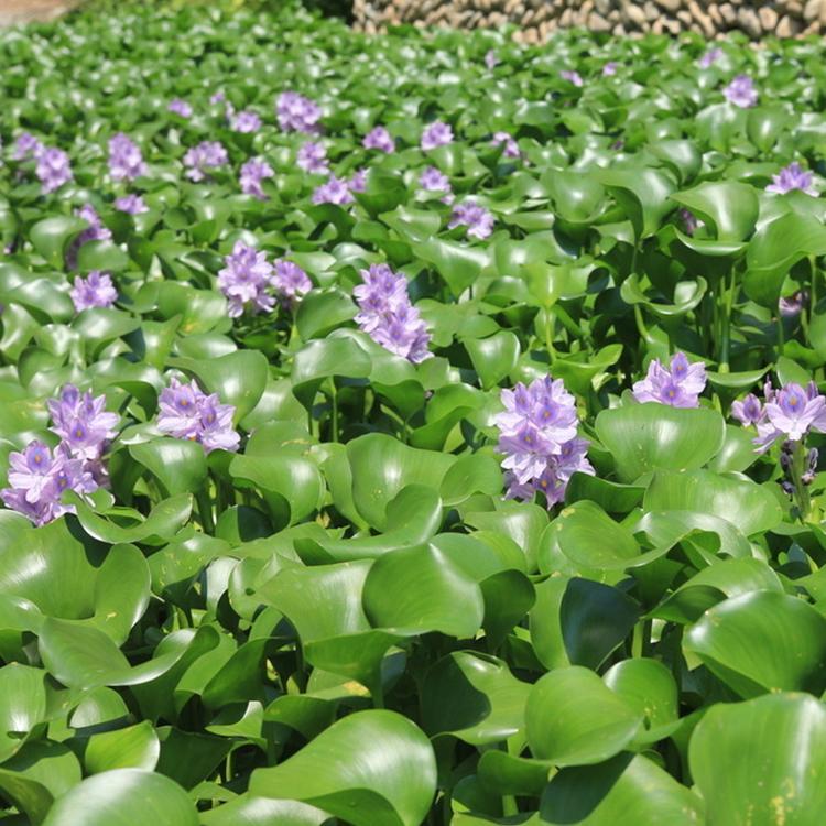 凯洋花卉批发水葫芦_水葫芦种植基地 山东水葫芦销售
